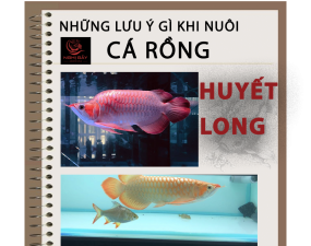 Những Điều Cần Biết Khi Nuôi Cá Rồng Huyết Long.