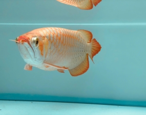 Lưu ý cho người mới tập nuôi cá rồng