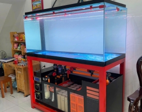 HỒ CÁ RỒNG – BÍ QUYẾT XÂY DỰNG KHÔNG GIAN PHONG THỦY VÀ ĐẲNG CẤP CHO NGƯỜI CHƠI CÁ RỒNG