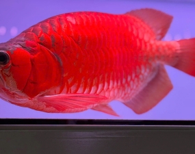 HUYẾT LONG SIÊU ĐỎ (SUPER RED) – "QUÂN VƯƠNG" CHIÊU TÀI, TRẤN TRẠCH