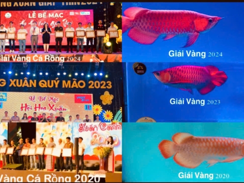 Hình Ảnh Hoạt Động - Nghị Gầy Arowana