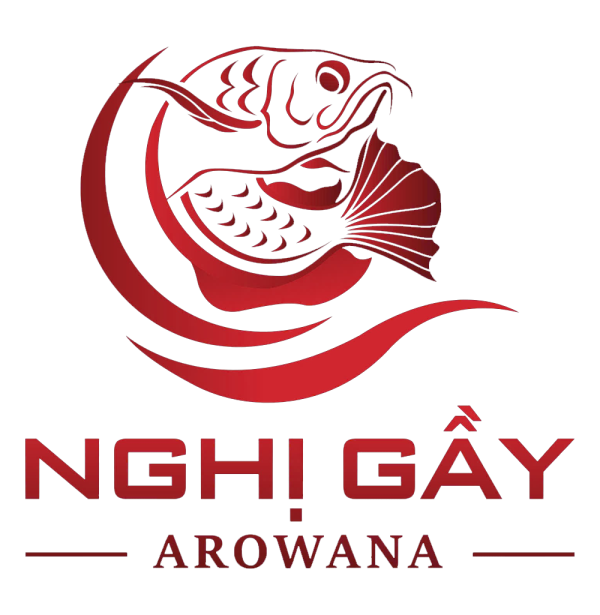 Nghị Gầy - Arowana