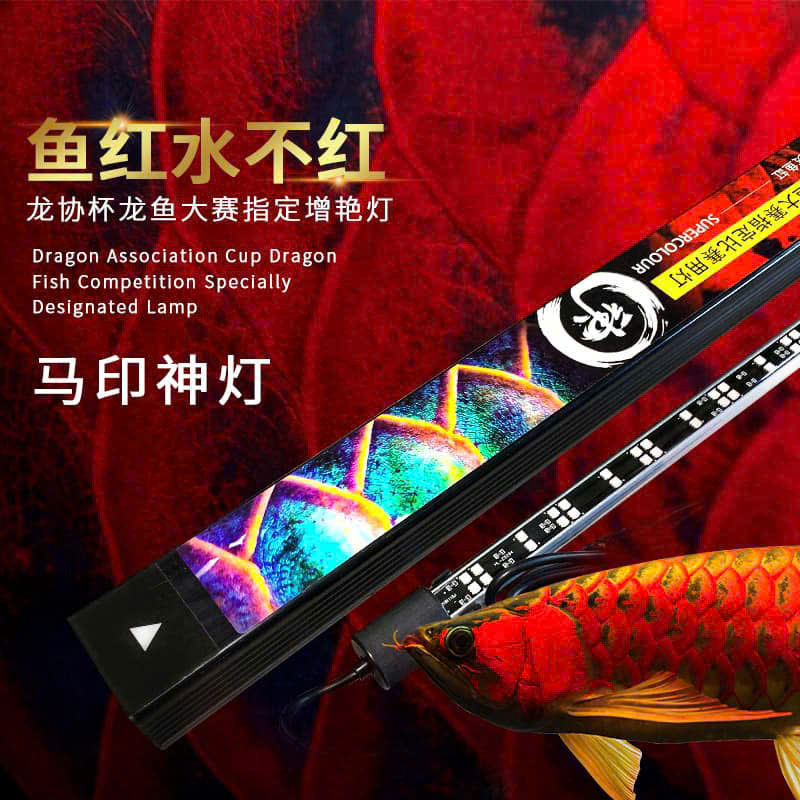 hướng dẫn cách nuôi cá rồng