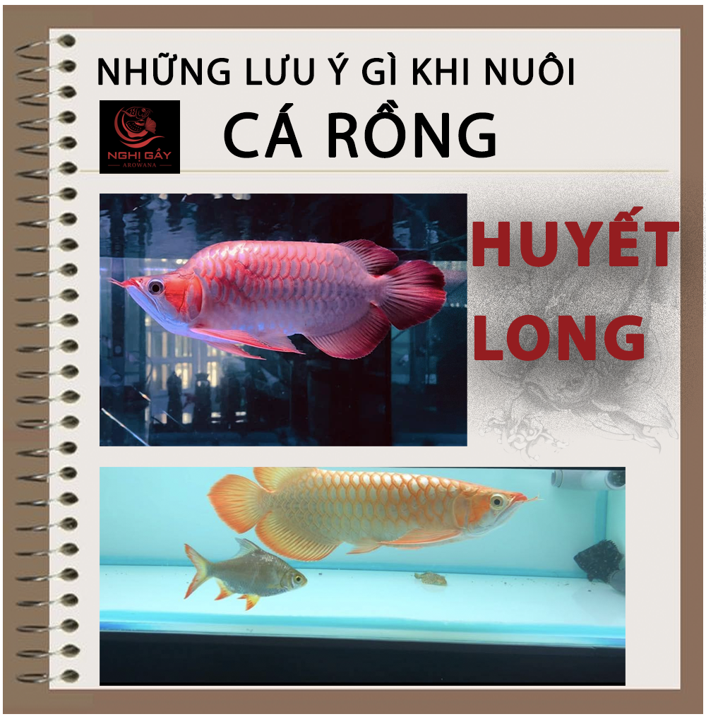 cá rồng