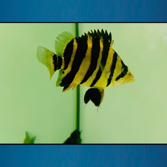 Cá Hổ Sumatra 4S