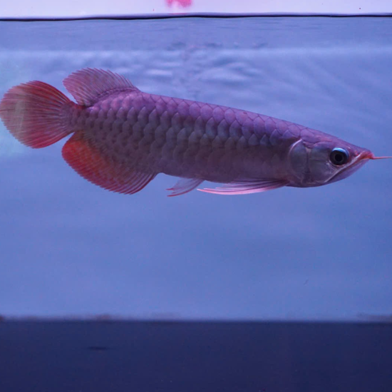 Huyết Long Super Red