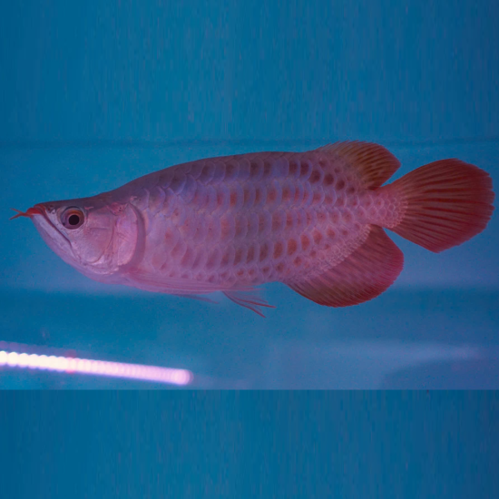 Crossback Belly (Đột Biến)