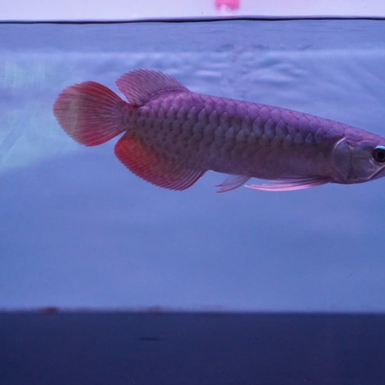 Huyết Long Super Red