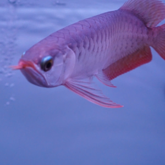 Huyết Long Super Red
