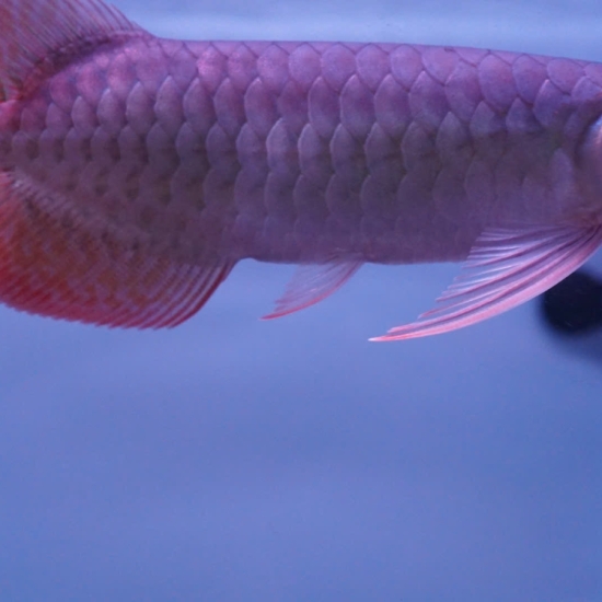 Huyết Long Super Red