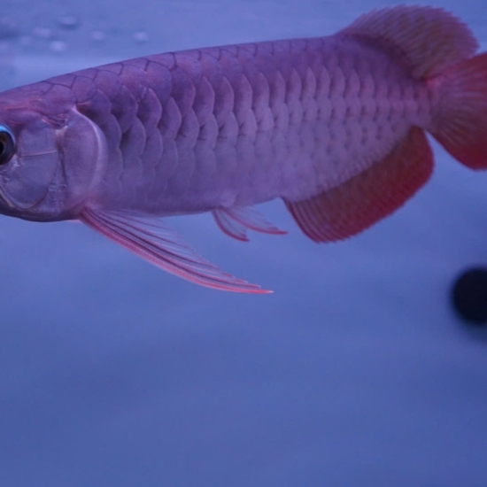 Huyết Long Super Red