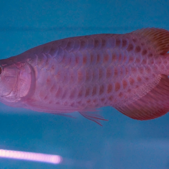 Crossback Belly (Đột Biến)