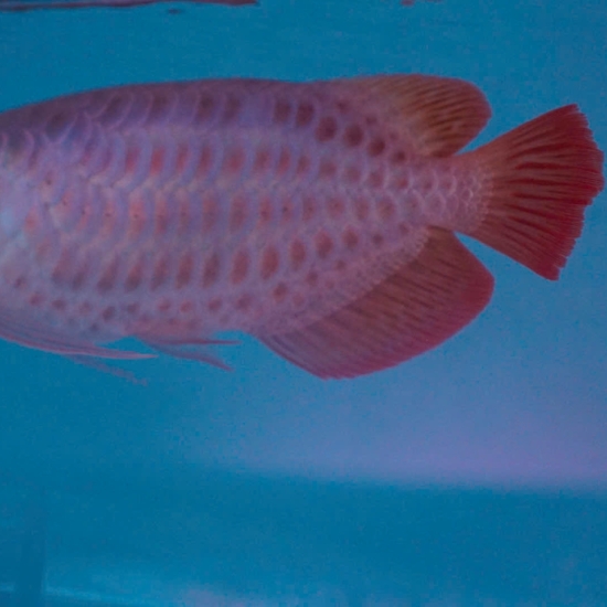 Crossback Belly (Đột Biến)