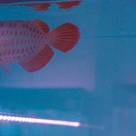 Crossback Belly (Đột Biến)