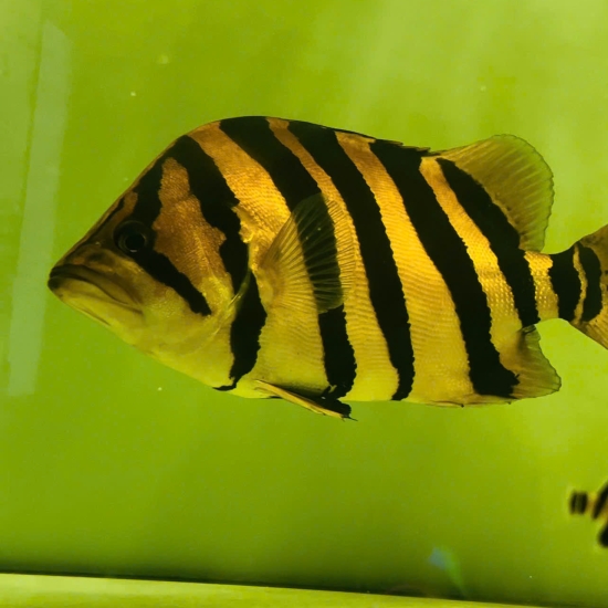 Cá Hổ Sumatra 4S