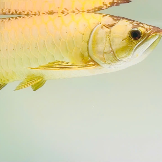 Cá rồng Kim Long Quá Bối 24k9999
