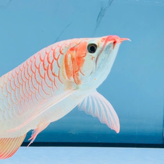Huyết Long Bạch Ngọc