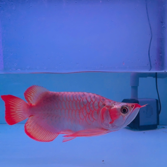 Huyết Long Short Body