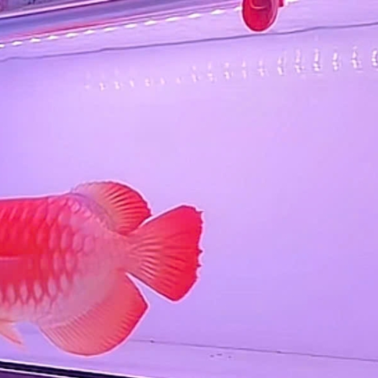 Huyết Long  phông trắng Fullred