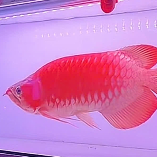Huyết Long  phông trắng Fullred